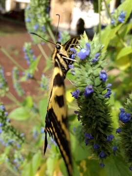 Sivun Papilio pilumnus Boisduval 1836 kuva