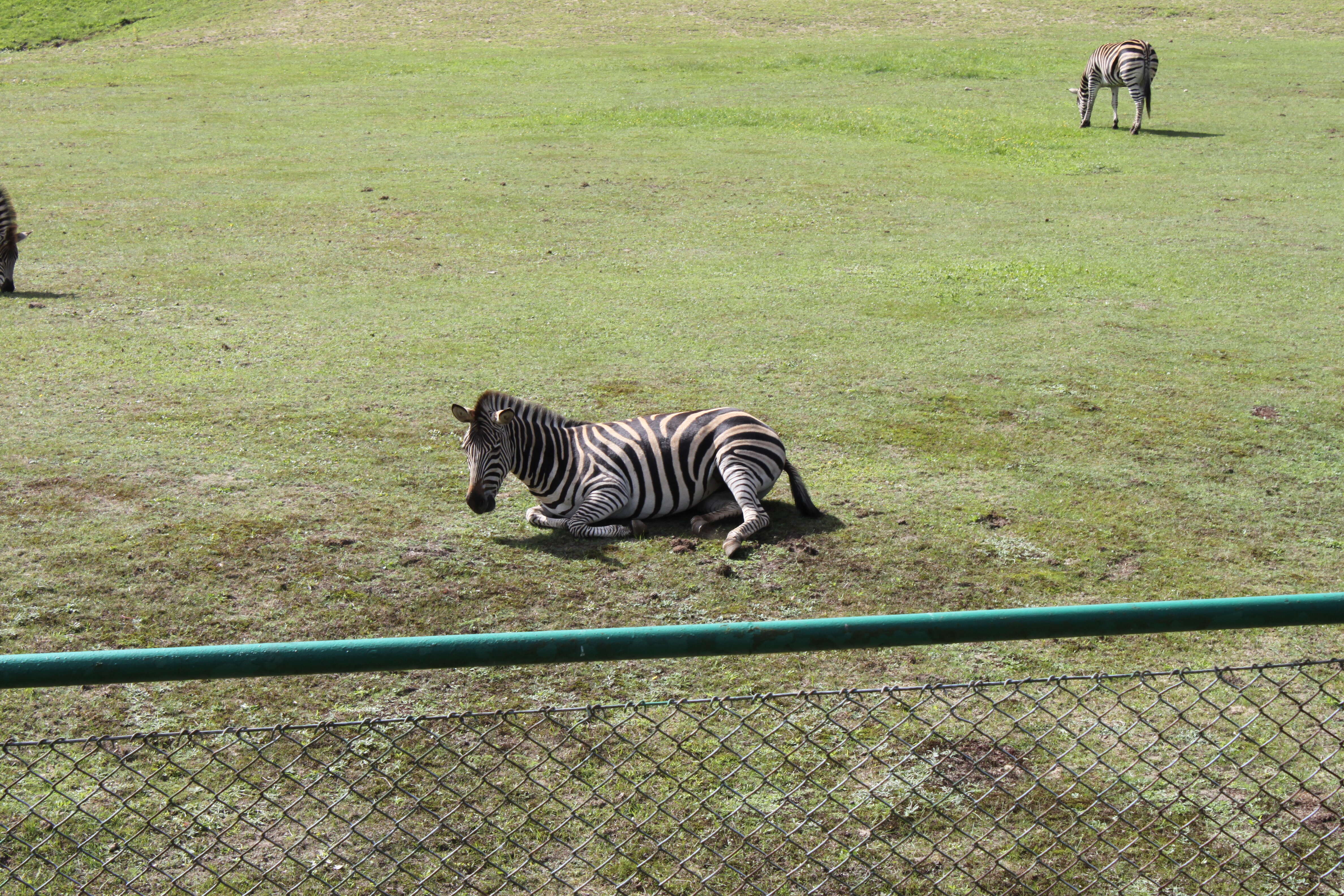 Image of Chapman's zebra