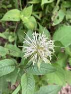 Image of white bergamot