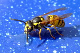 Image of German Wasp