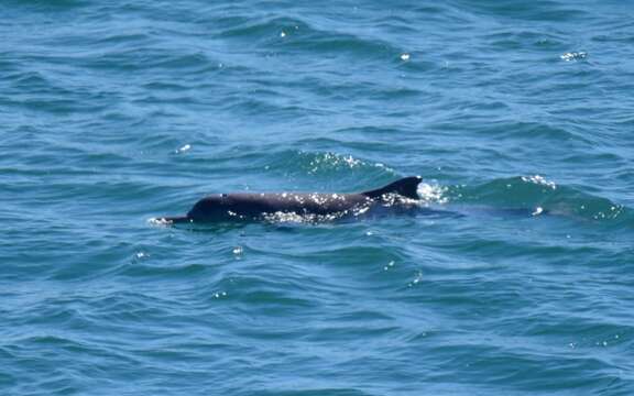 Image of Australian humpback dolphin