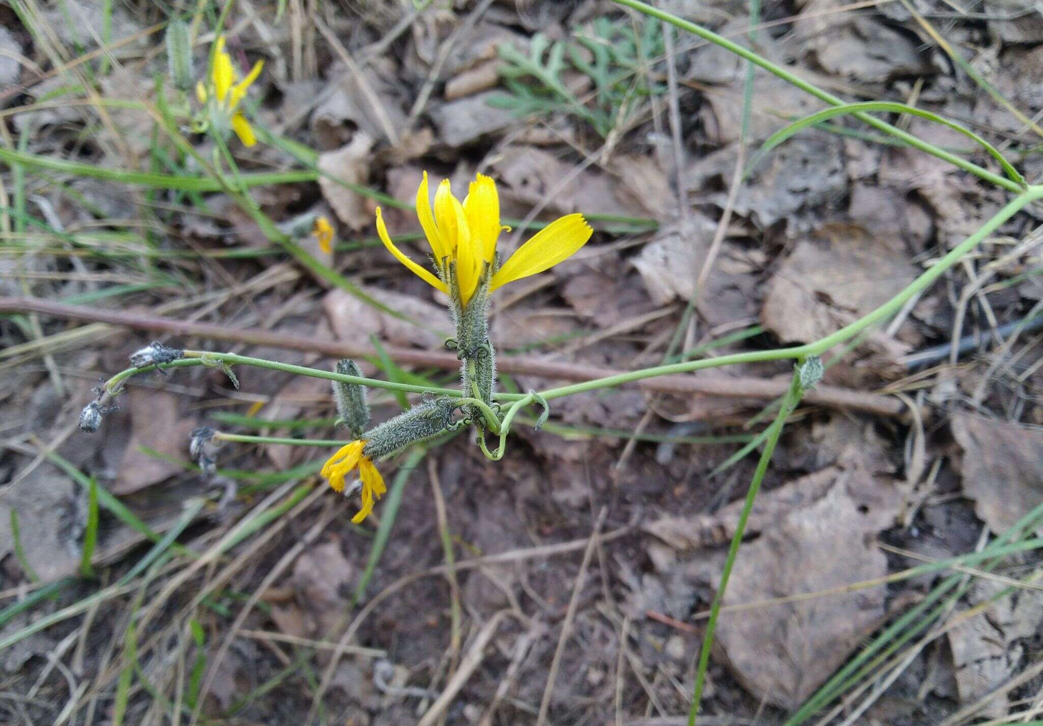 Image of Crepidiastrum tenuifolium (Willd.) A. N Sennikov