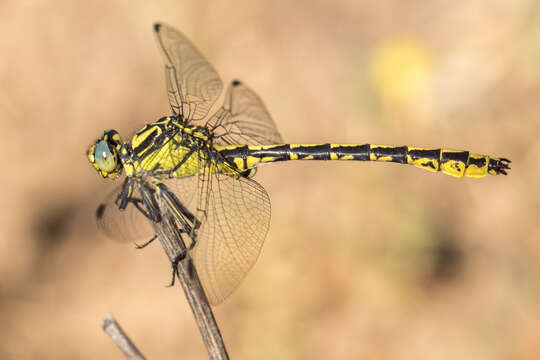 Image of Pronged Clubtail