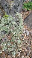 Image of Helichrysum melaleucum Rchb.