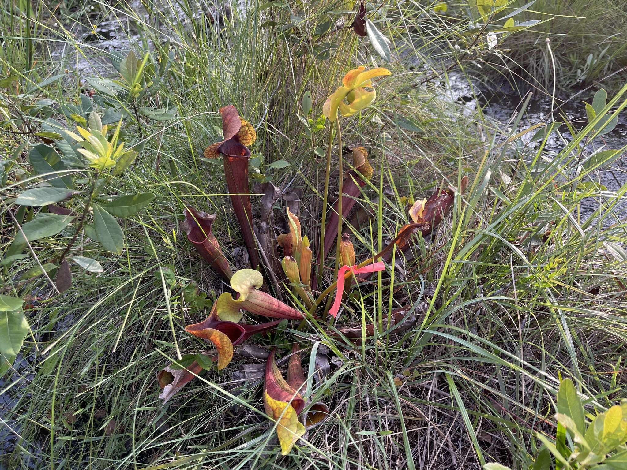 Image of pitcherplant