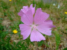 Image of european mallow