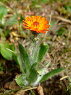 Imagem de Pilosella aurantiaca (L.) Sch. Bip., F. W. Schultz & Sch. Bip.