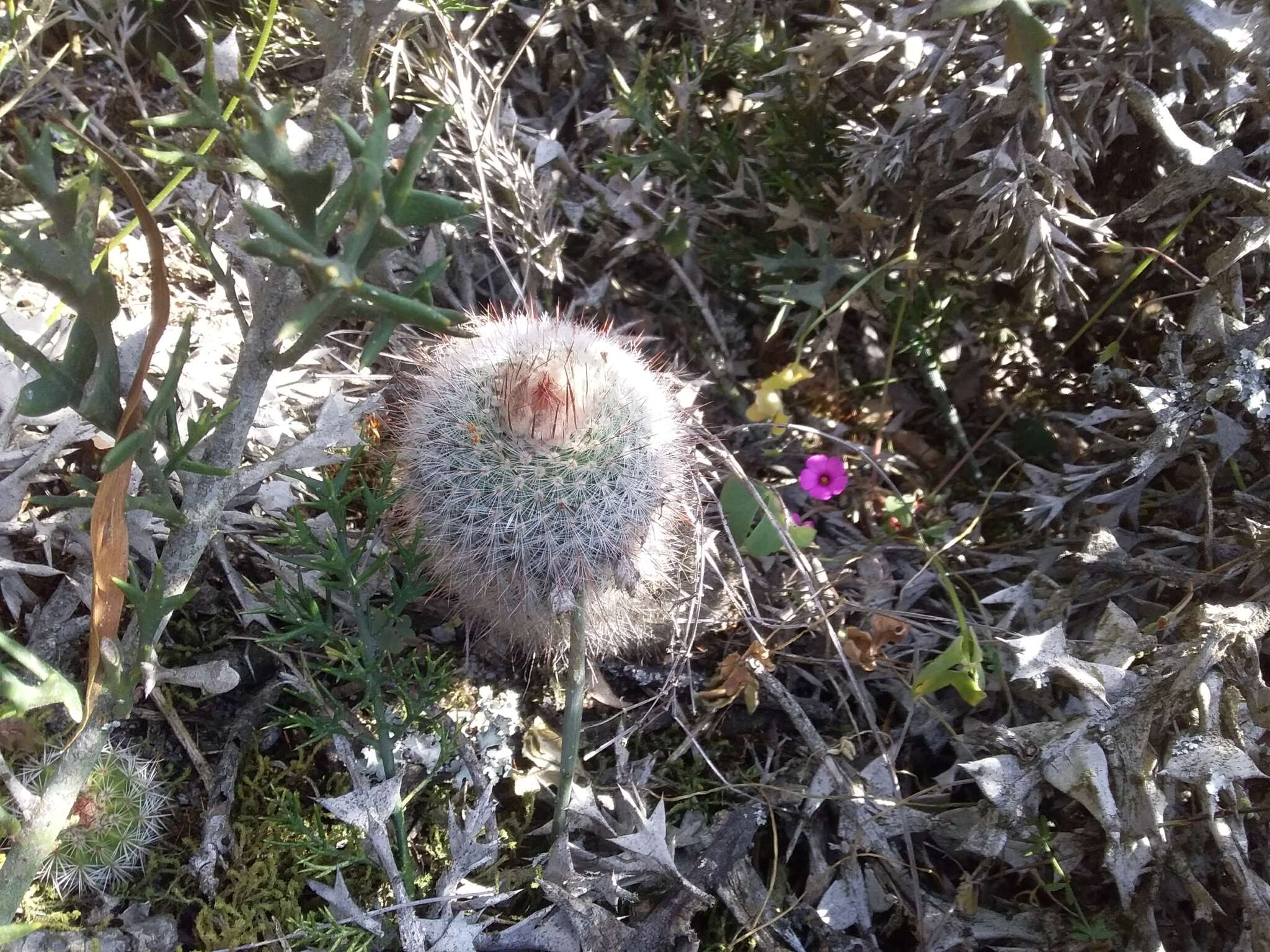 Parodia scopa (Spreng.) N. P. Taylor resmi