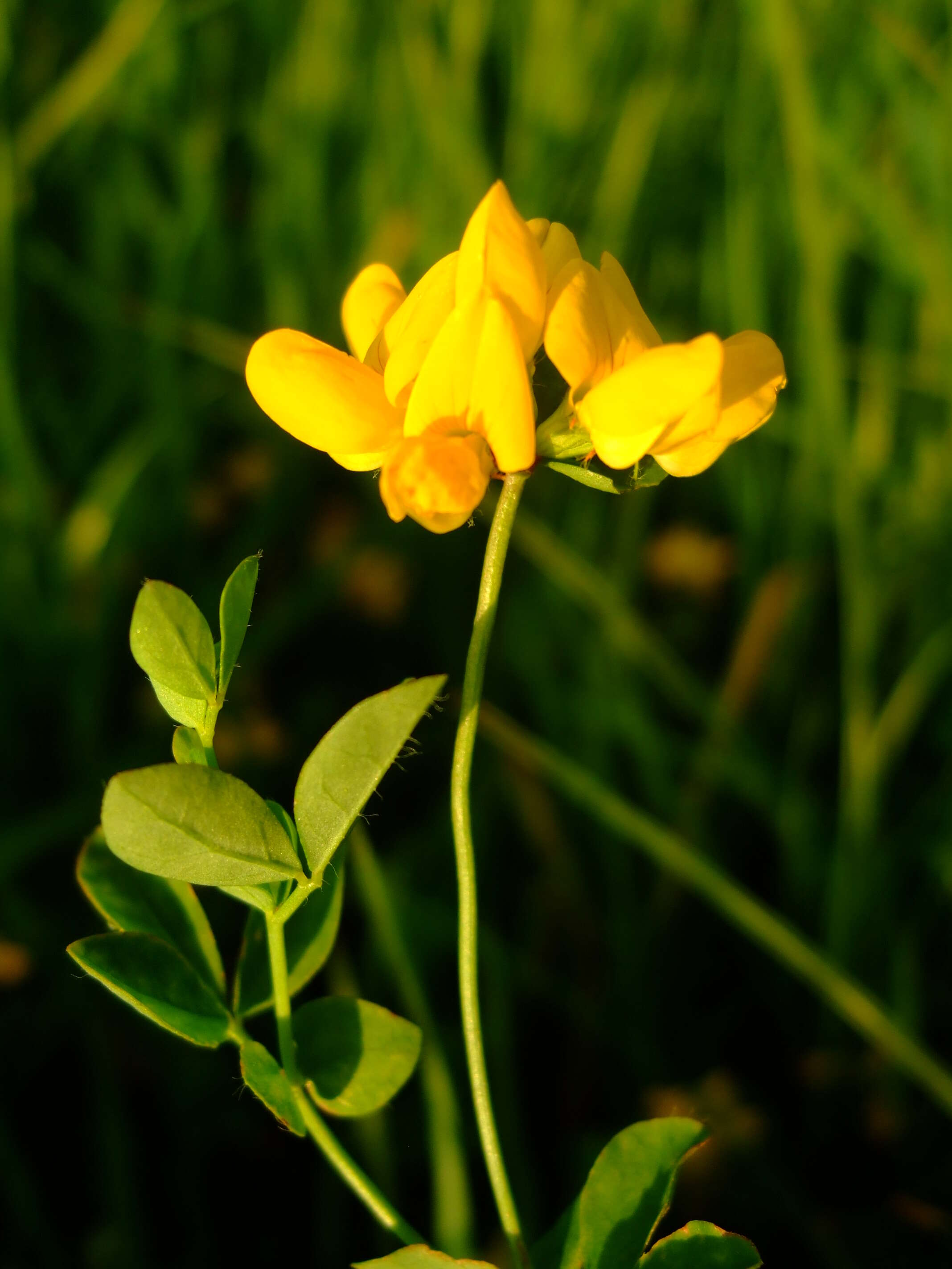 Imagem de Lotus pedunculatus Cav.