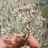 Image of Helichrysum zeyheri Less.