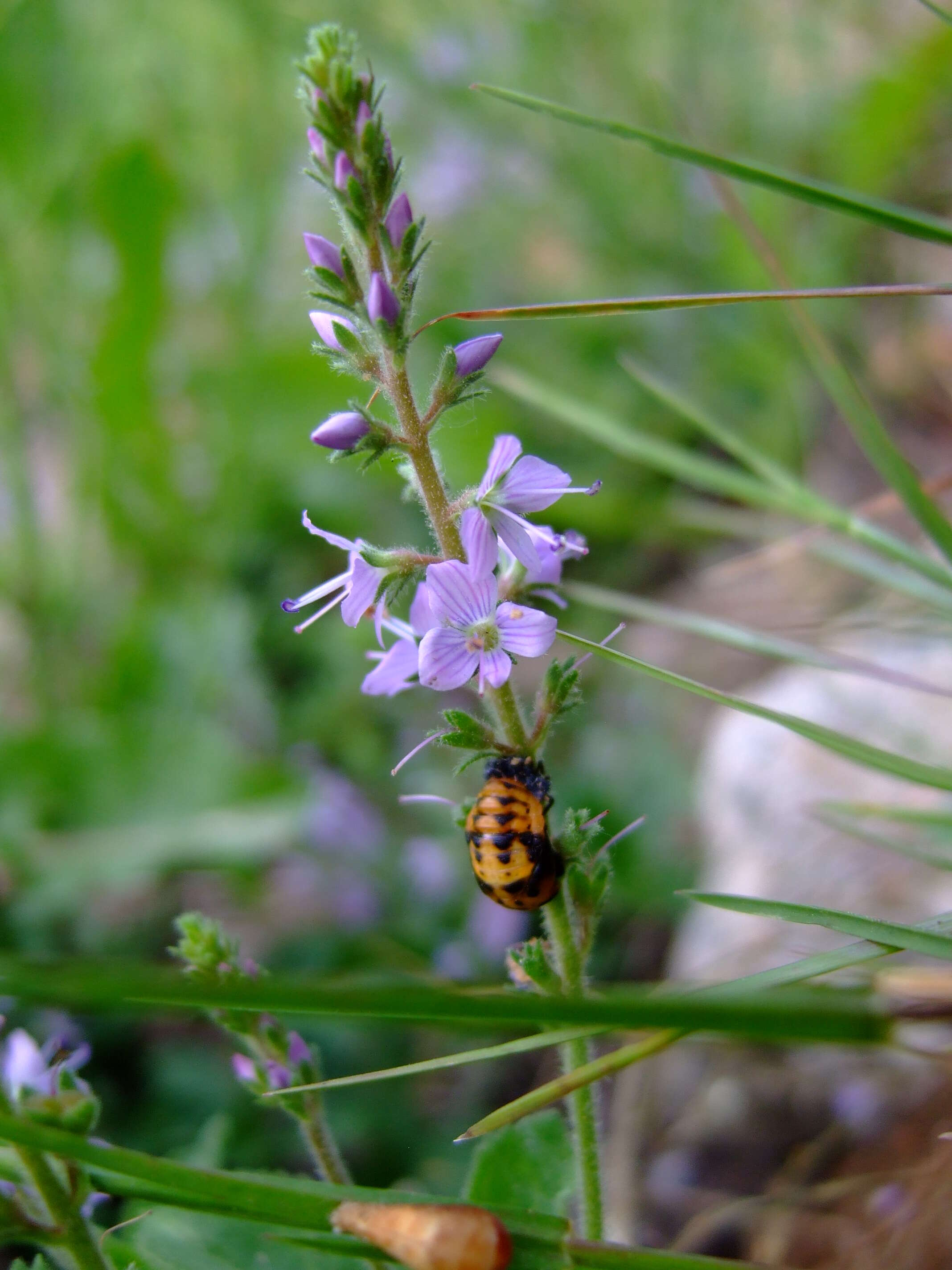 Image of Health Speedwell