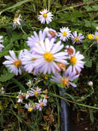 Image of western aster