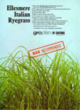 Image de Ray-grass d'Italie