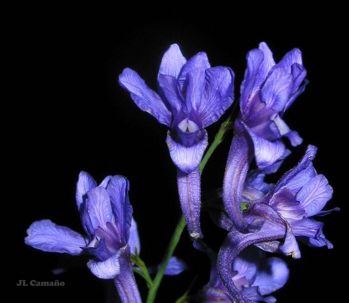 Image of Delphinium halteratum subsp. verdunense (Balbis) Graebner & Graebner fil.