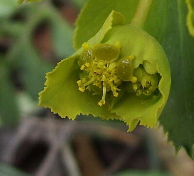 Image of serrate spurge