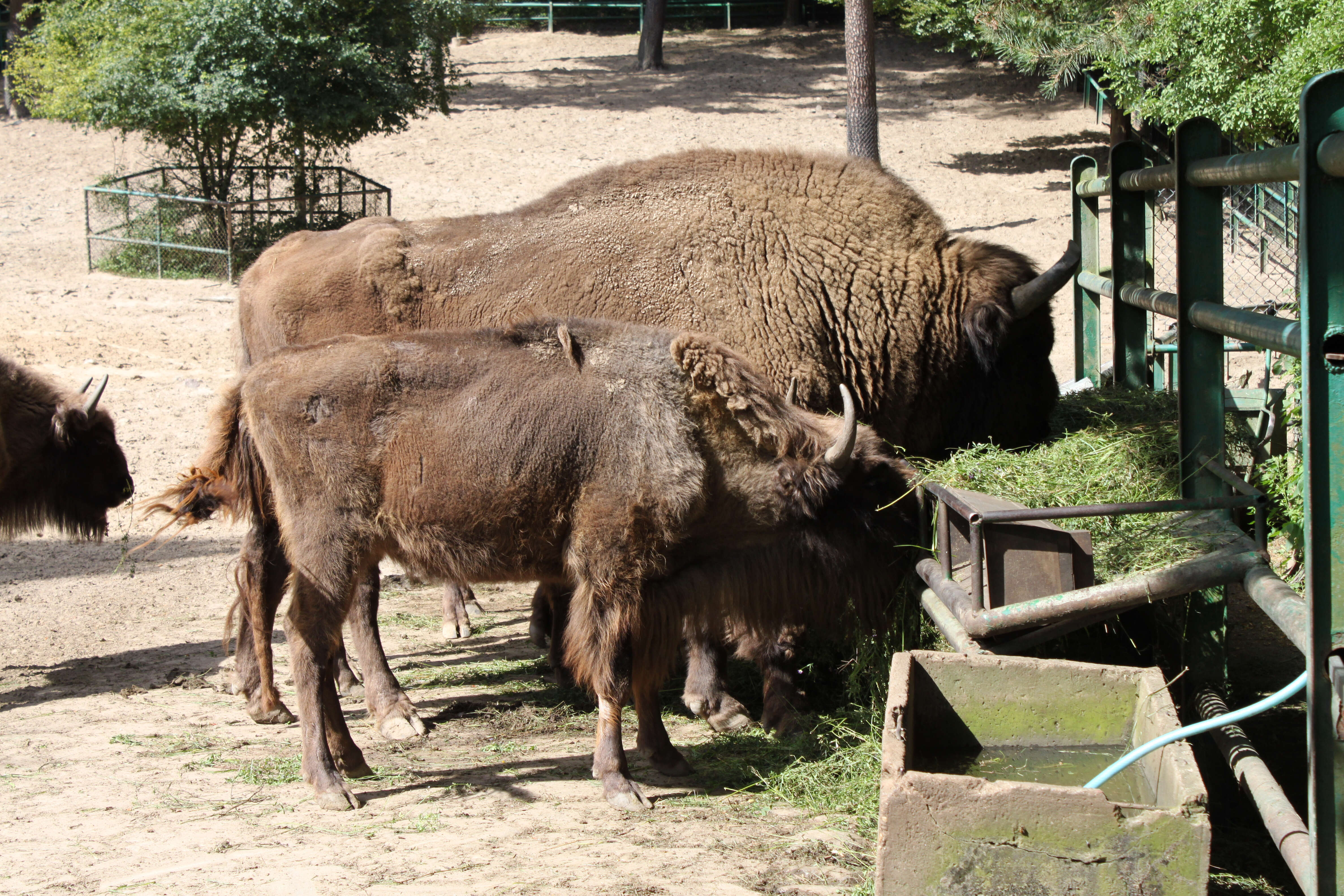 Image of European Bison