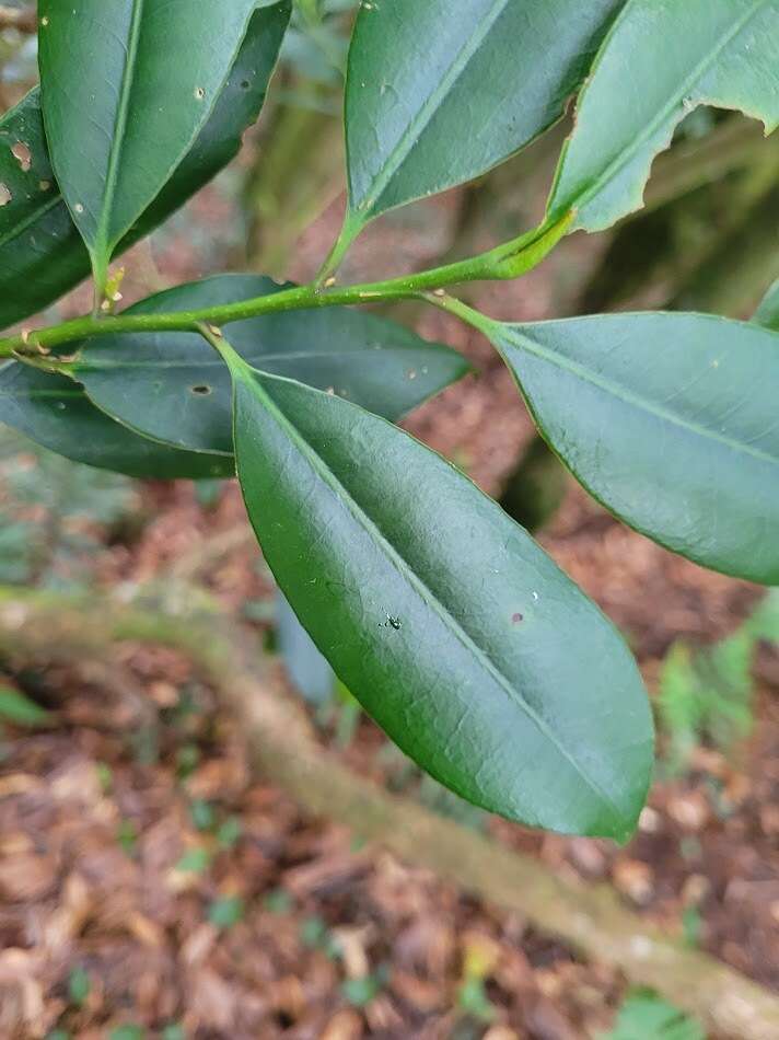 Image of Cleyera longicarpa (Yamamoto) Masam.