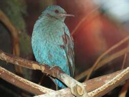 Image of fairy-bluebirds