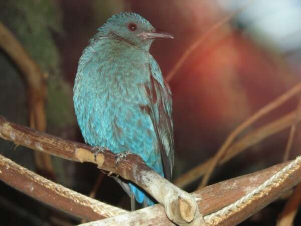 Image of fairy-bluebirds