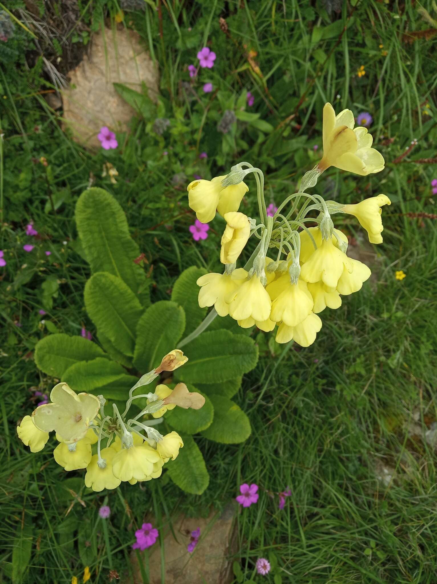 Imagem de Primula sikkimensis Hook.