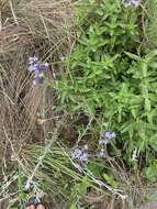 Image of Pentanisia prunelloides (Klotzsch) Walp.