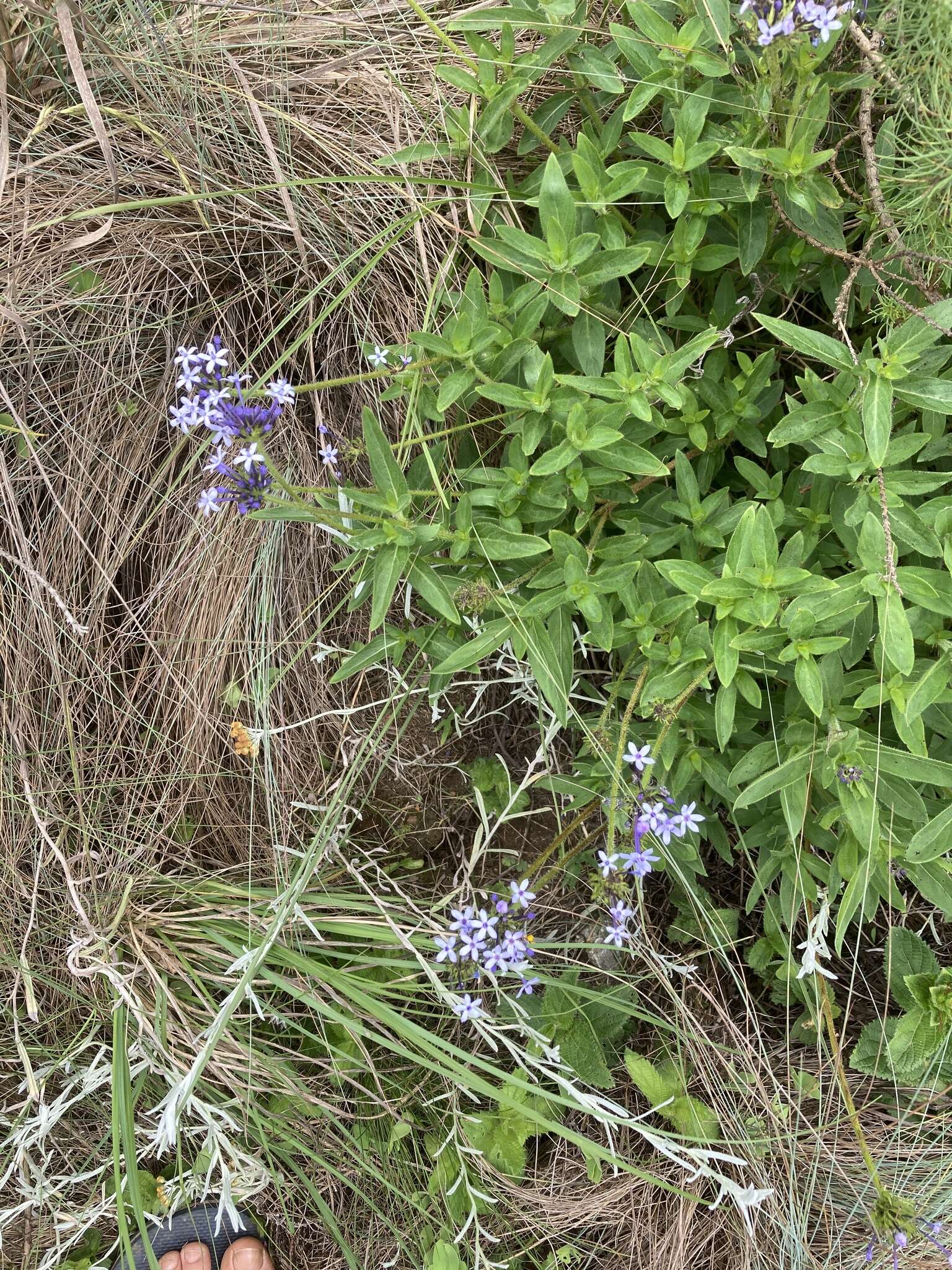 Image of Pentanisia prunelloides (Klotzsch) Walp.