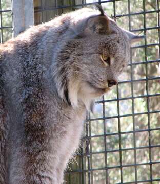 Image of American lynx