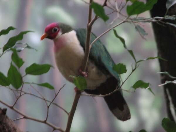 Image of Jambu Fruit Dove