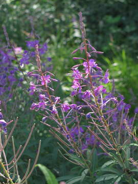 Image of Narrow-Leaf Fireweed