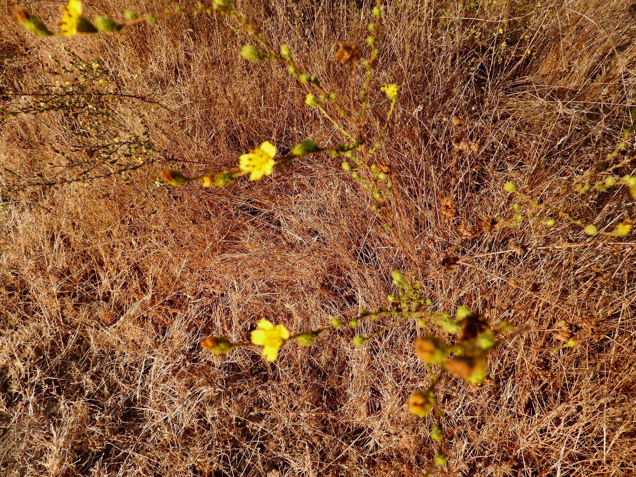 Image of wand tarbush