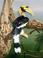 Image of Great Indian Hornbill