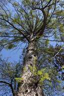 Image of European Larch