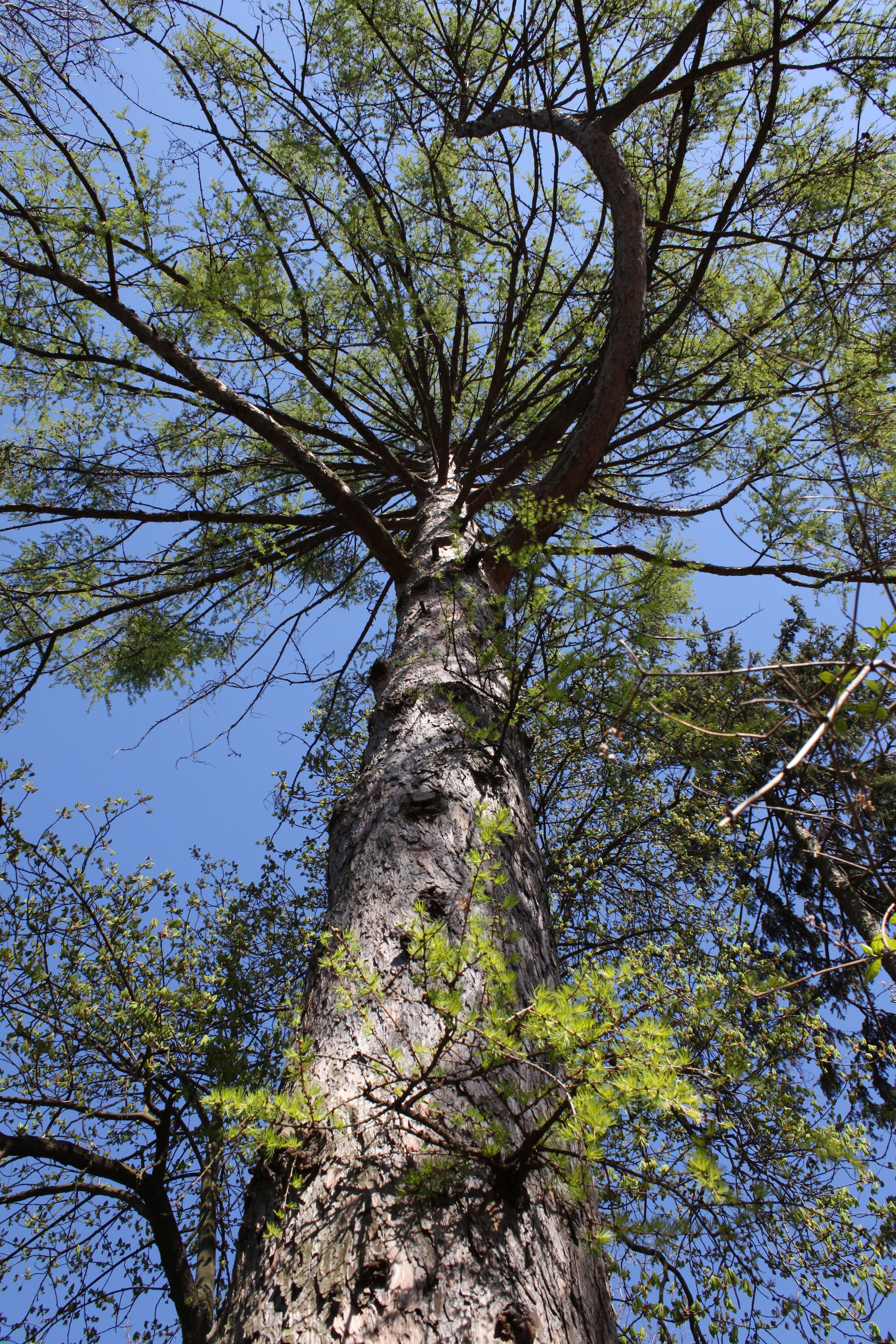 Plancia ëd Larix decidua Mill.