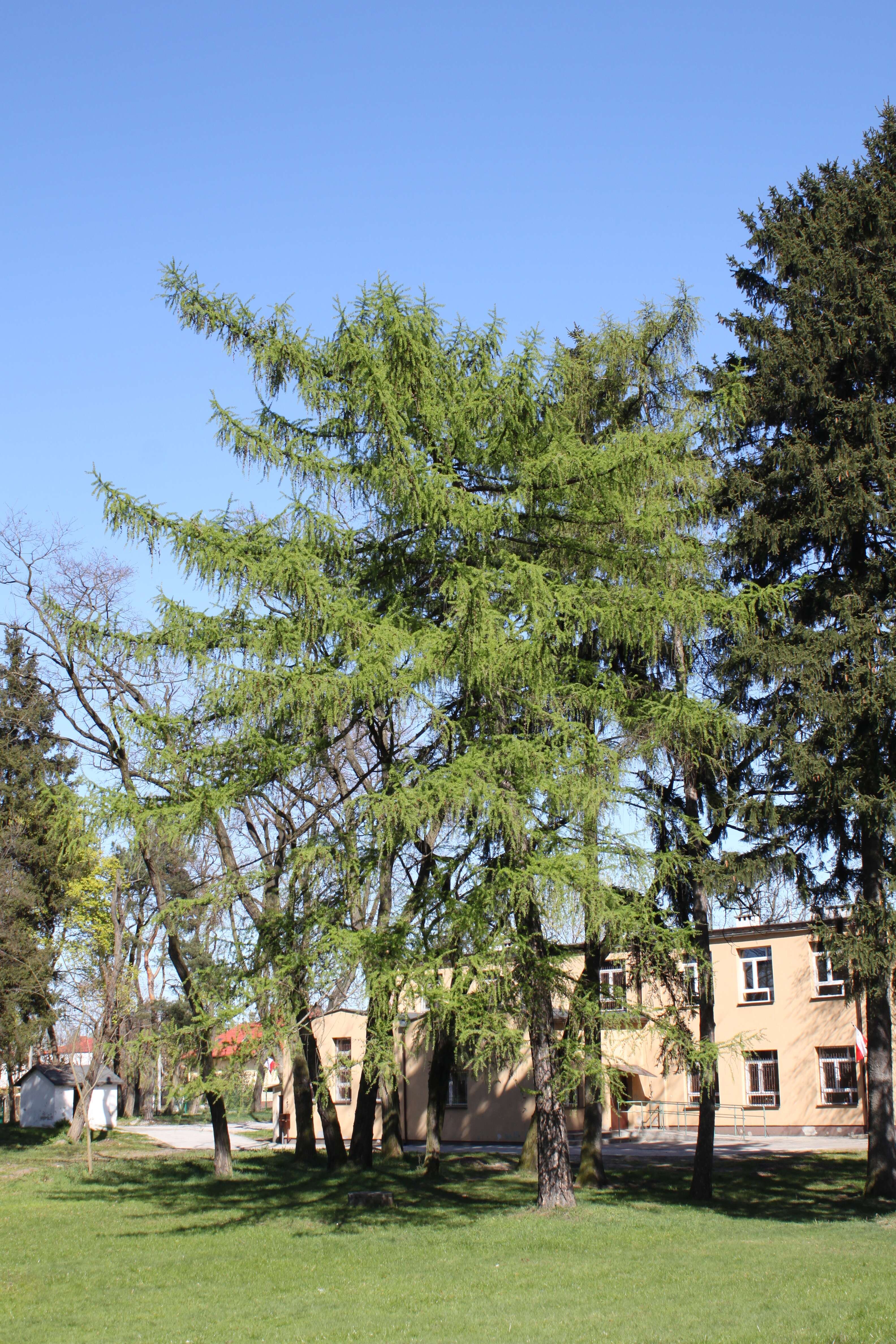 Image of European Larch