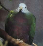Image of Wompoo Fruit Dove