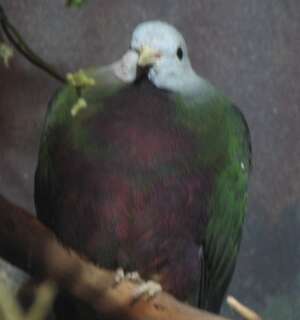 Image of Wompoo Fruit Dove