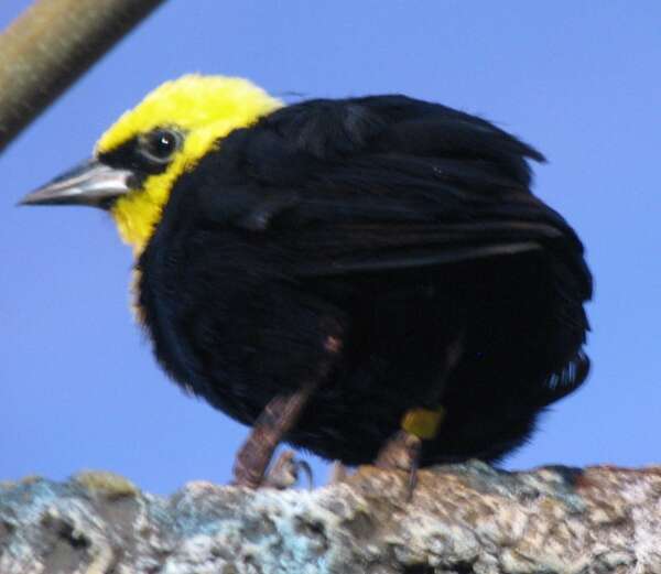 Image of Yellow-hooded Blackbird