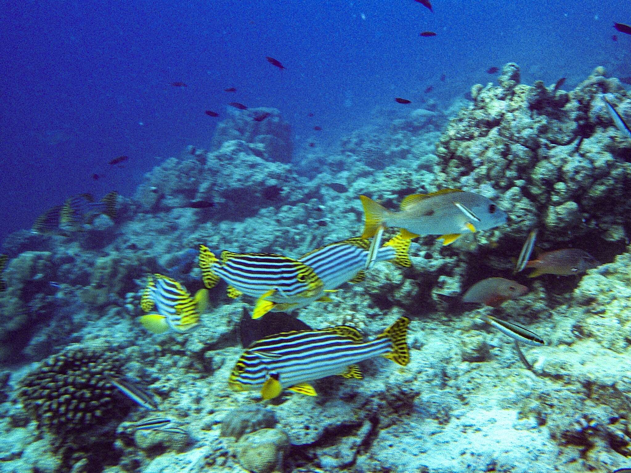 Image of Indian Ocean oriental sweetlips