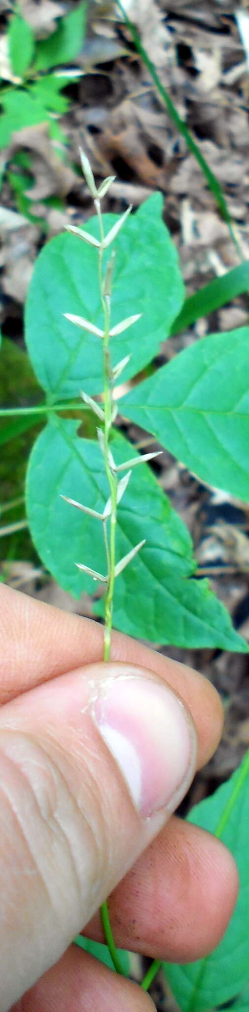 Imagem de Oryzopsis asperifolia Michx.