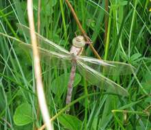 Image of Brown Hawker