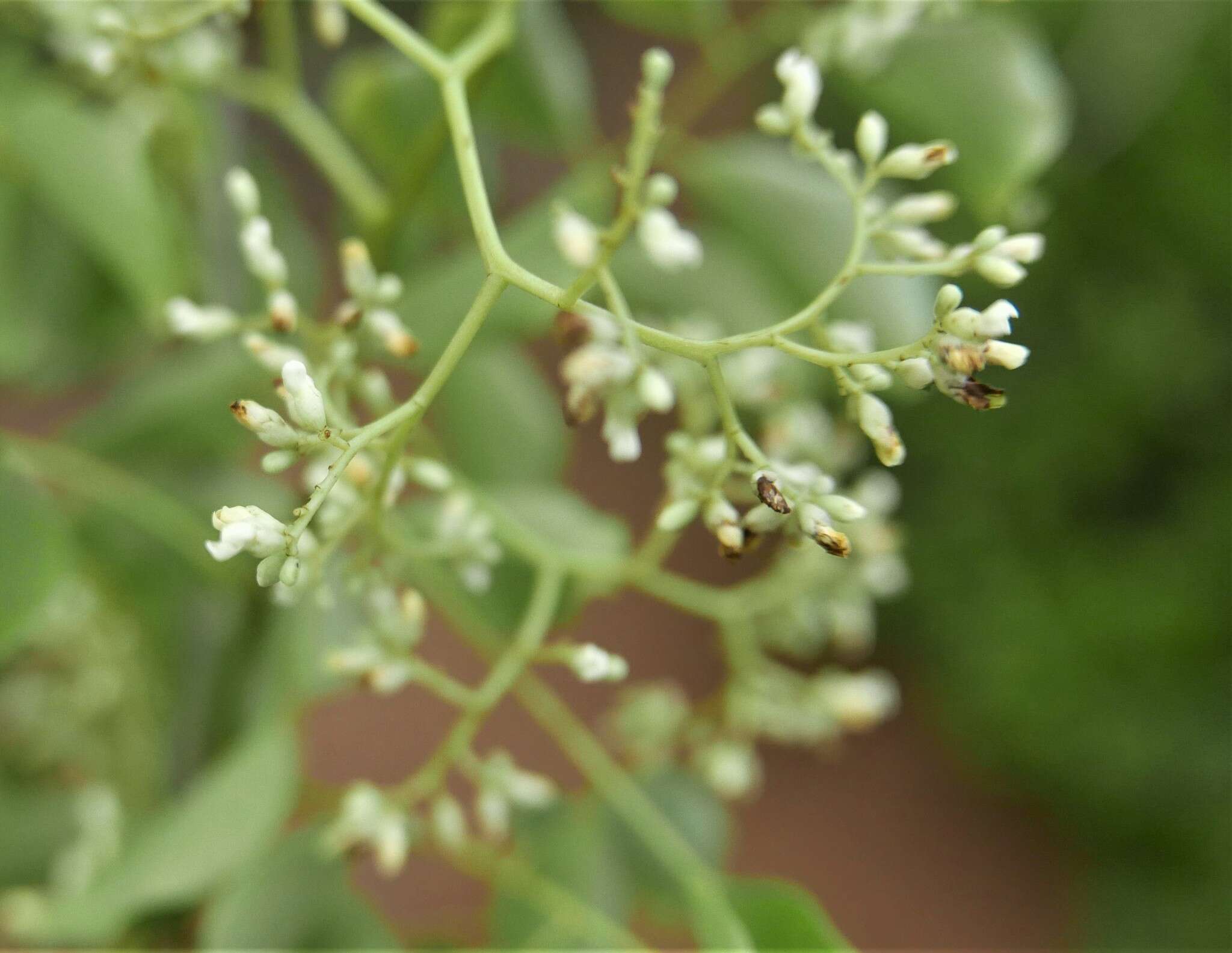 Image de Dalbergia suaresensis Baill.