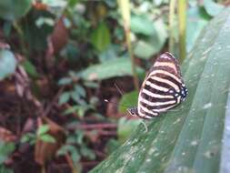 Image of Yellow-banded Eighty-eight
