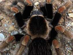 Image of Mexican Orange Beauty Tarantula