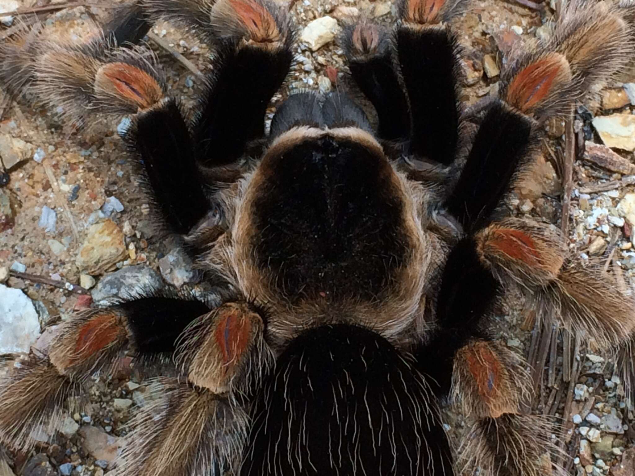 Image of Mexican Orange Beauty Tarantula