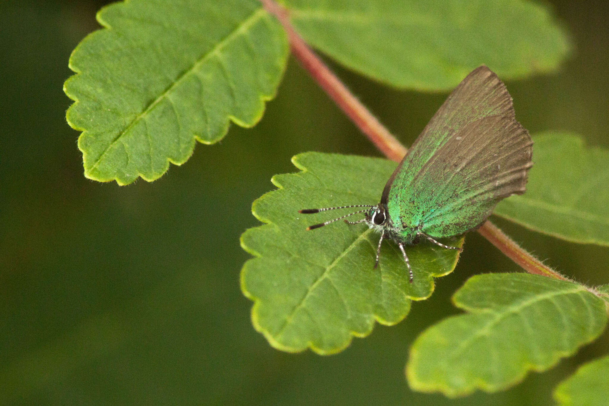 Imagem de Callophrys chalybeitincta Sovinsky 1905