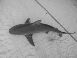 Image of Bull Shark