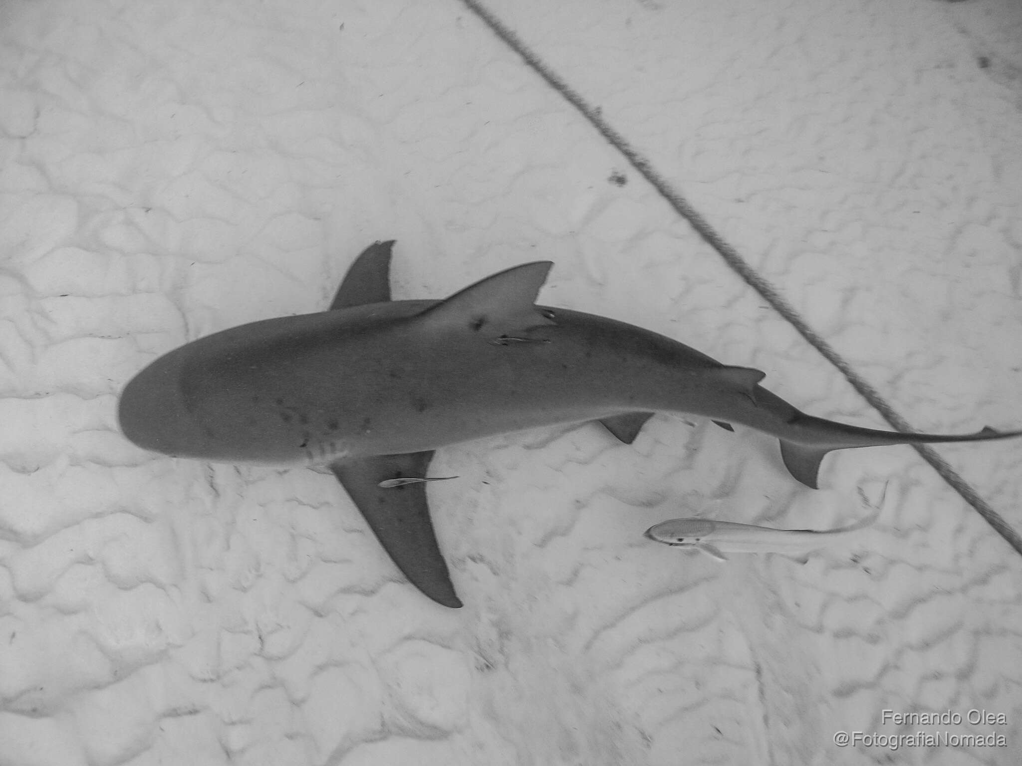 Image of Bull Shark