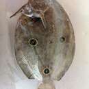 Image of Three-spot flounder