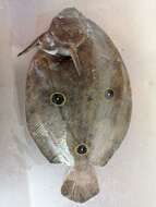 Image of Three-spot flounder