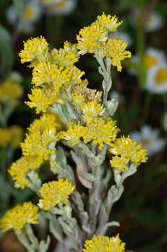 Imagem de Rhodanthe moschata (A. Cunn. ex DC.) P. G. Wilson